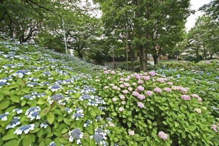 あじさい公園