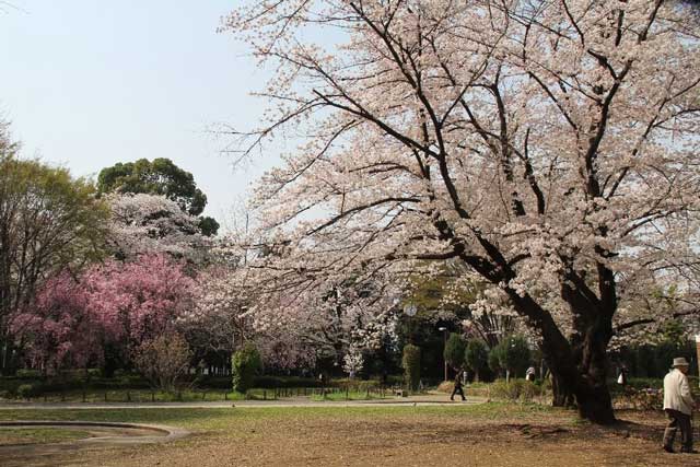 諏訪の森公園